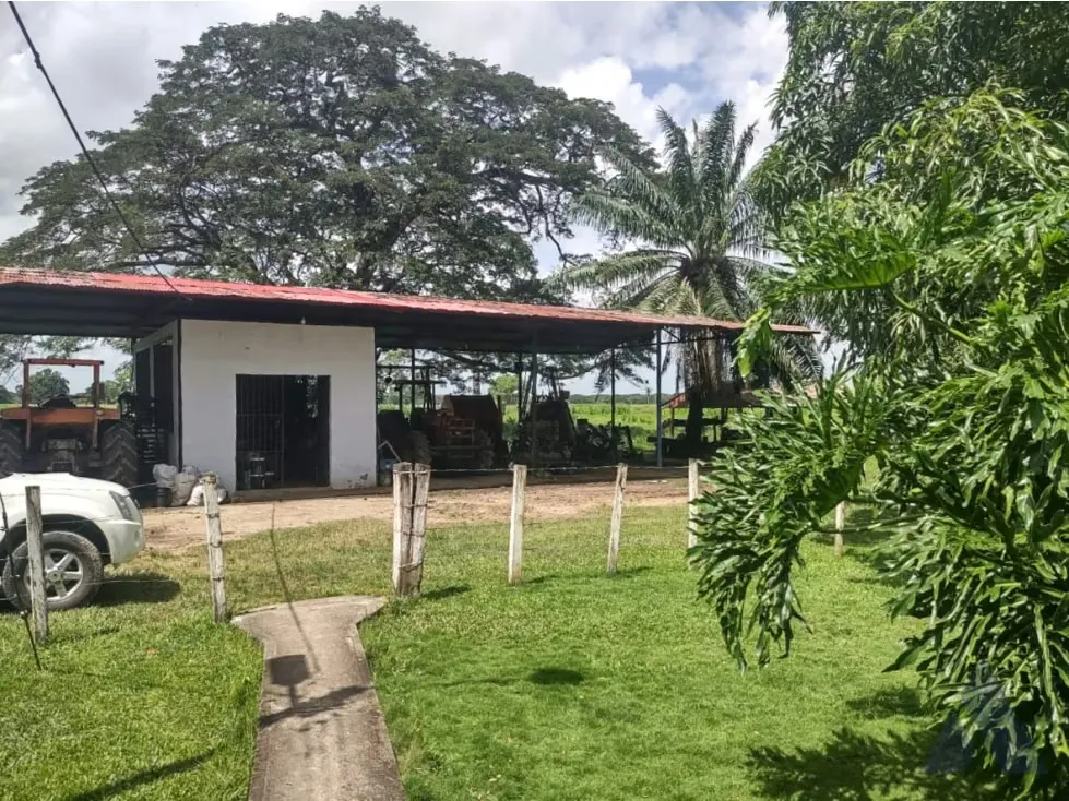 Se vende finca ganadera 1715Ha Barinas 3448 - 2