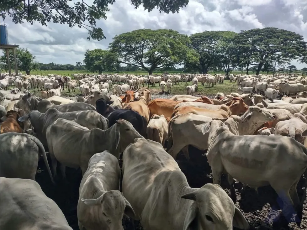 Se vende finca ganadera 1715Ha Barinas 3448 - 11