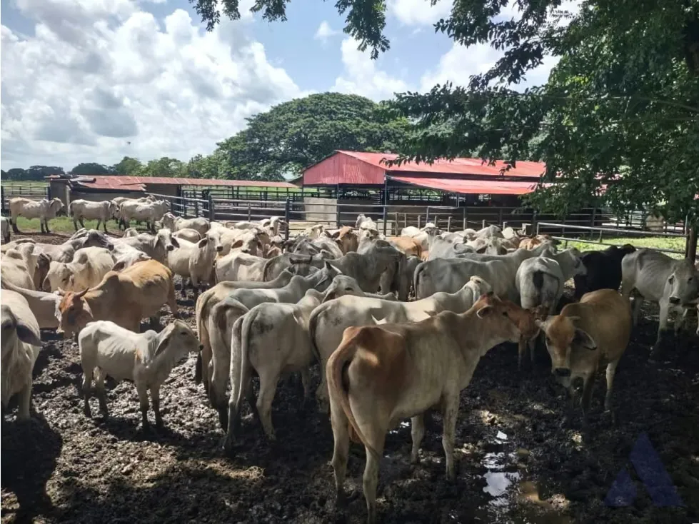 Se vende finca ganadera 1715Ha Barinas 3448 - 13