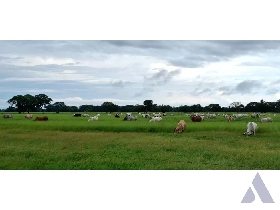 Se vende finca ganadera 1715Ha Barinas 3448 - 14