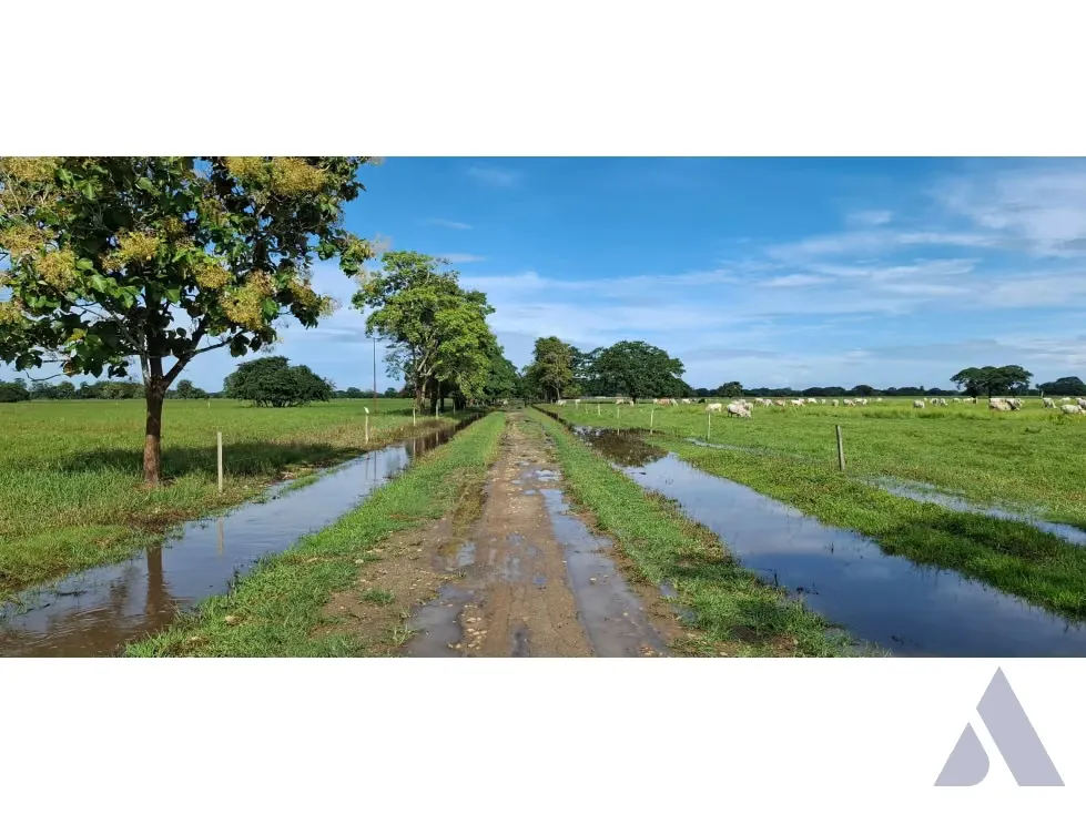 Se vende finca ganadera 1715Ha Barinas 3448 - 7