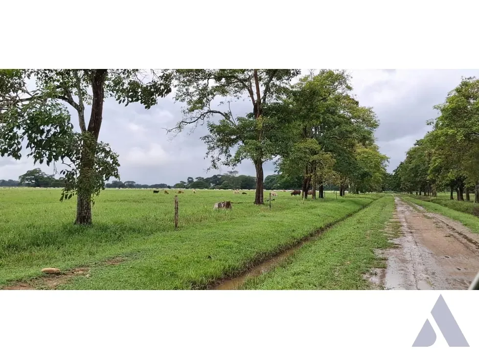 Se vende finca ganadera 1715Ha Barinas 3448 - 8