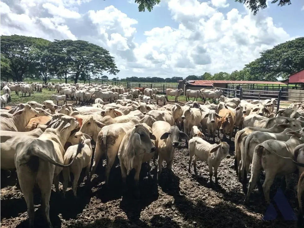 Se vende finca ganadera 1715Ha Barinas 3448 - 10