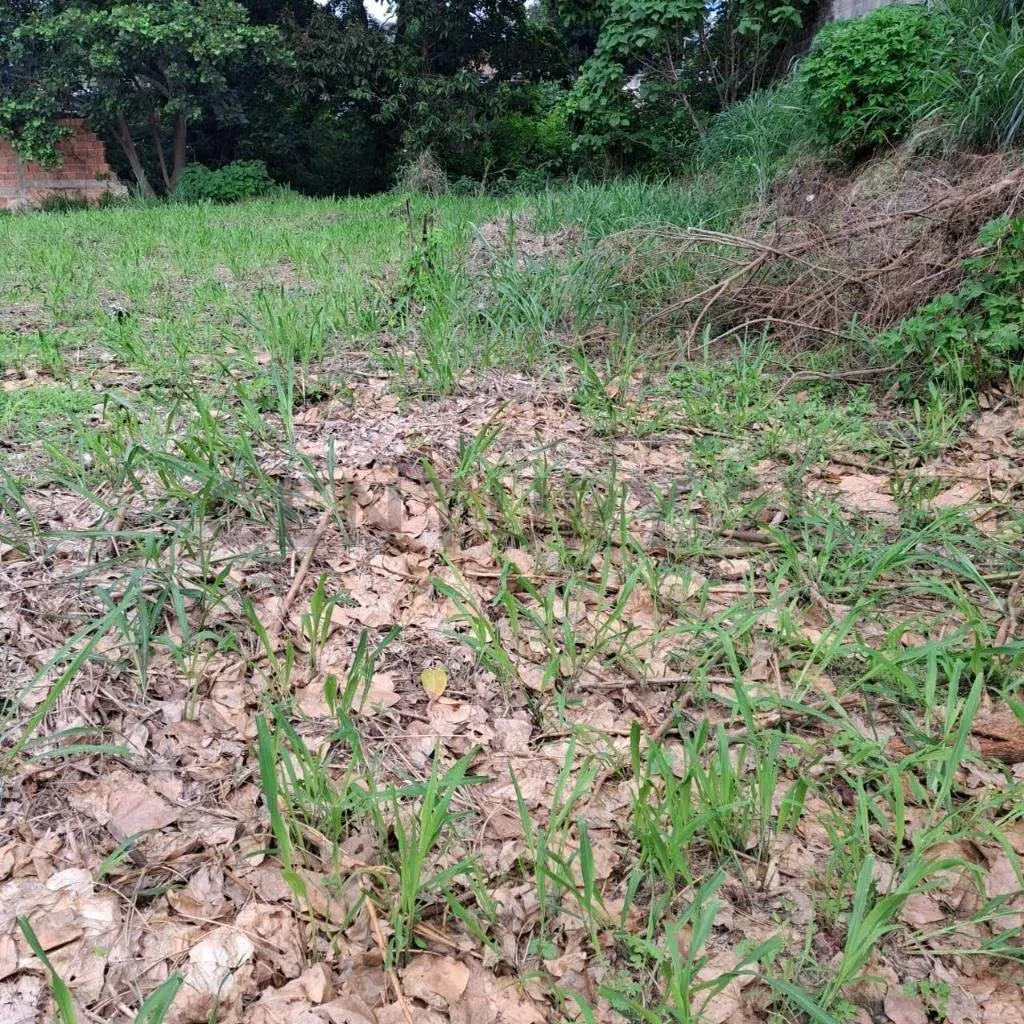 Venta terreno sector El Piñal. El Limón. Maracay - 11