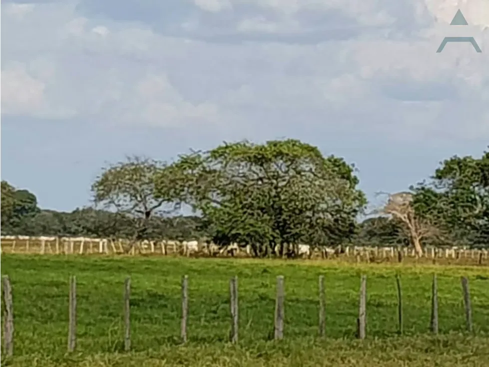 Se vende Finca 3650Has Guarico - 4