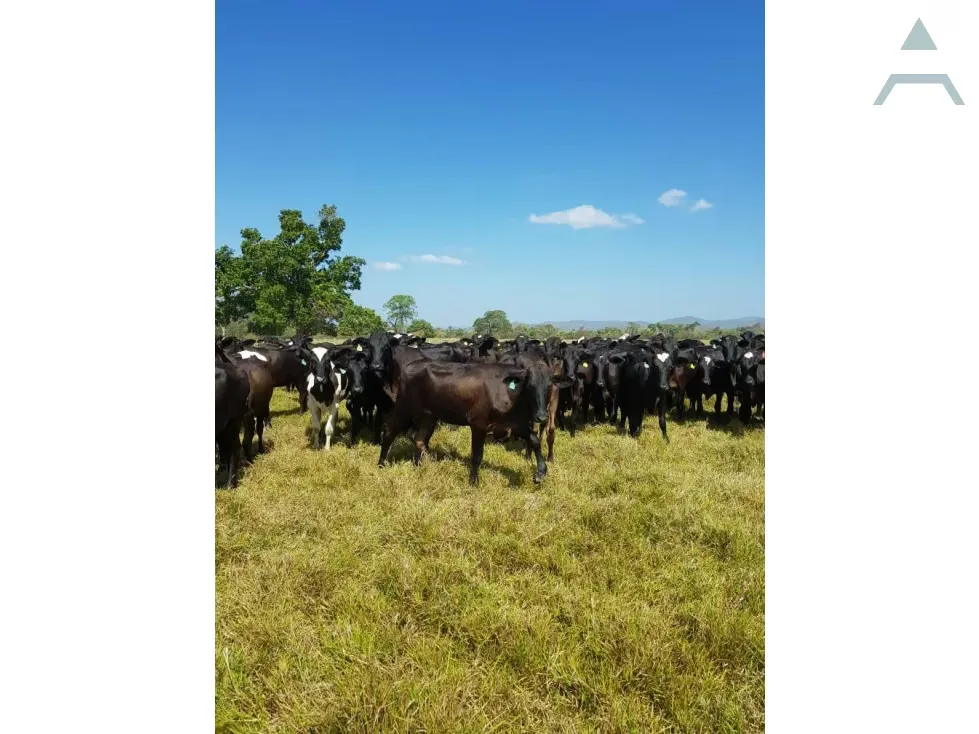 Se vende Finca 3650Has Guarico - 7