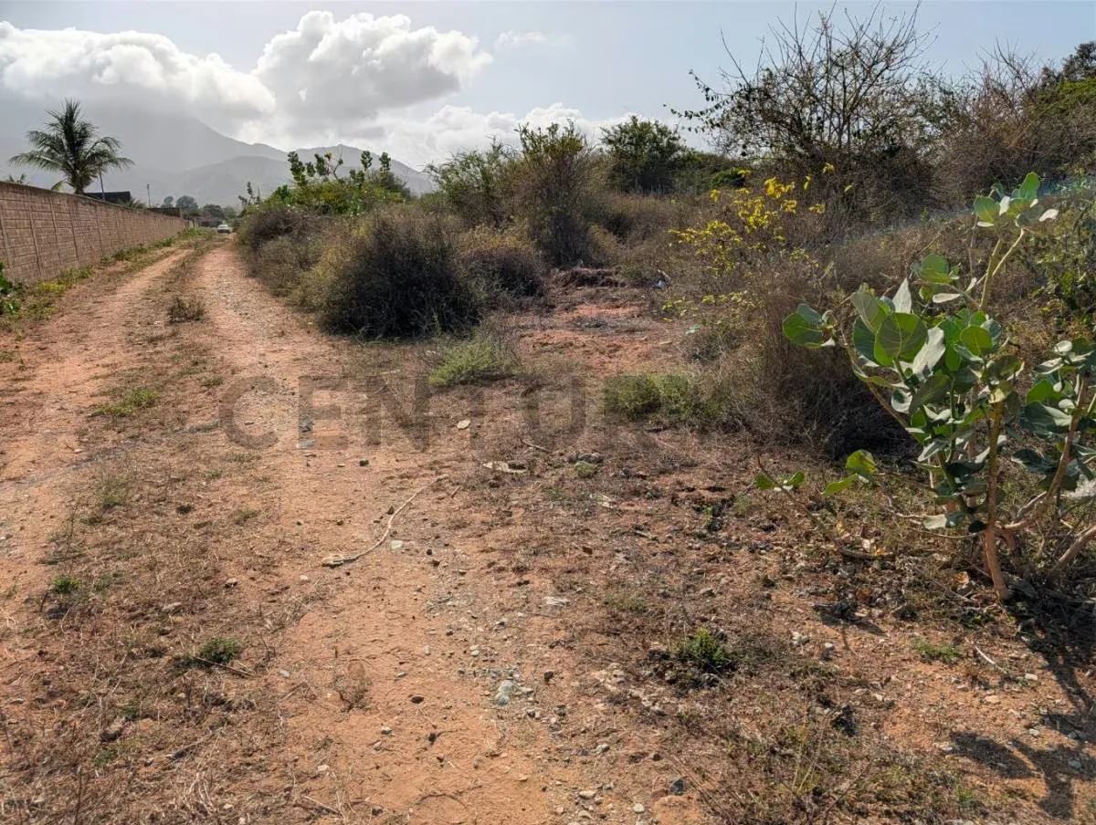 Terreno en el Cardón ideal para desarrollo de proyecto en Antolín del Campo - 4