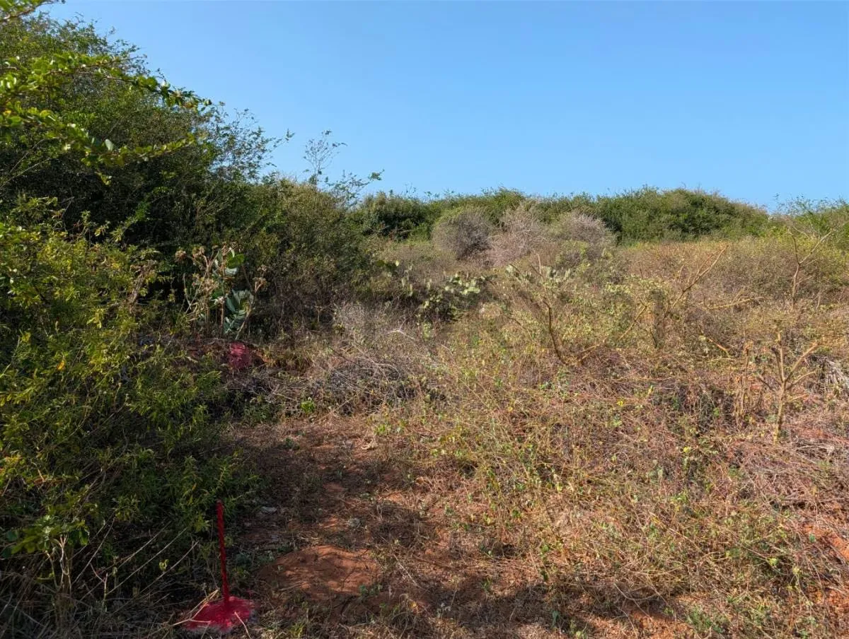 Terreno en el Cardón ideal para desarrollo de proyecto en Antolín del Campo - 6