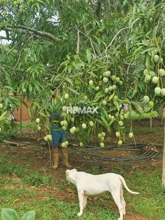 Finca en venta en Sabana del medio - 4