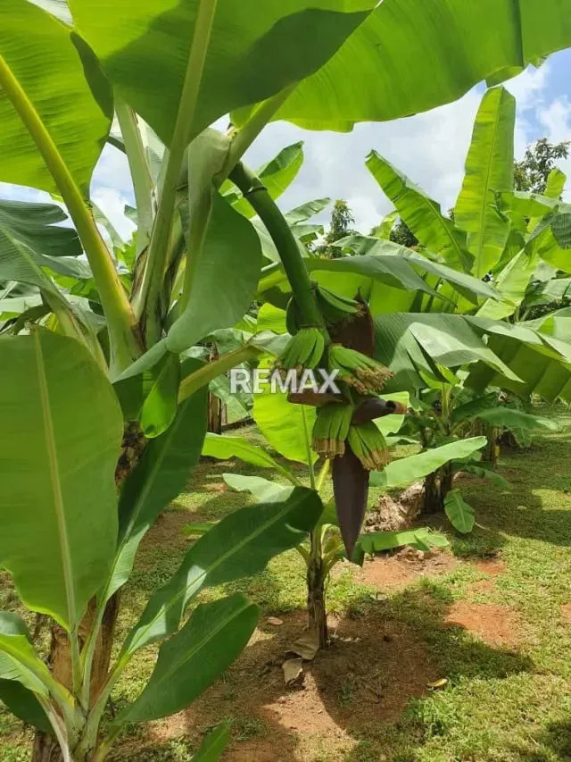 Finca en venta en Sabana del medio - 5