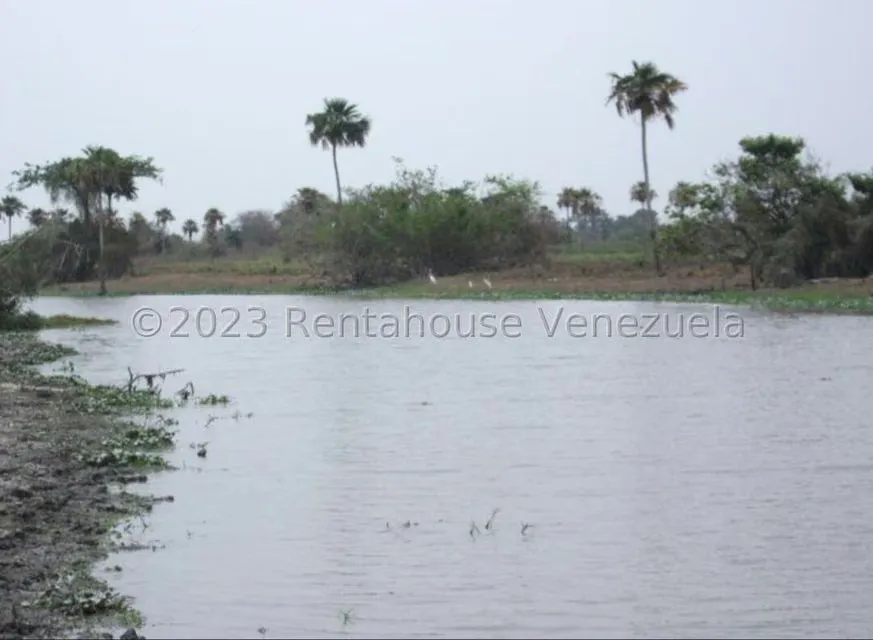 Terreno (Finca) en Venta en Turen, Portuguesa - 4