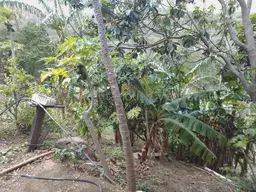 Vista 19