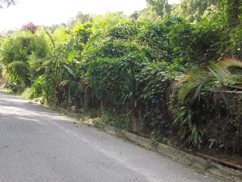 Terreno (Residencial) en Venta en Oripoto, Distrito Metropolitano - 7