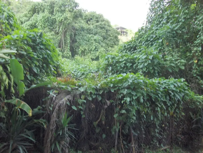Terreno (Residencial) en Venta en Oripoto, Distrito Metropolitano - 8