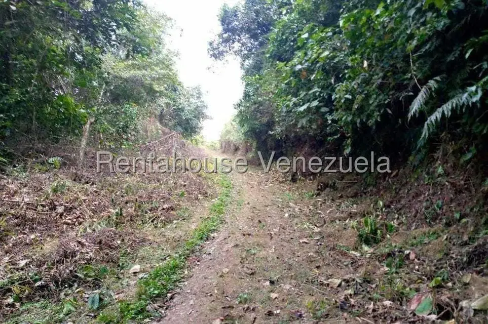 Terreno (Finca) en Venta en Virgen de La Paz, Trujillo - 5