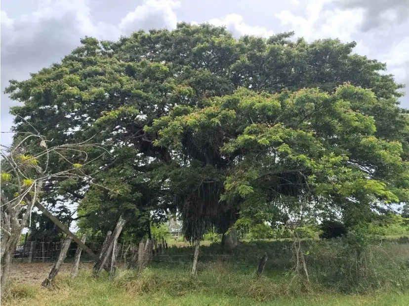 Se vende terreno 99.800m2 Higuerote 6783