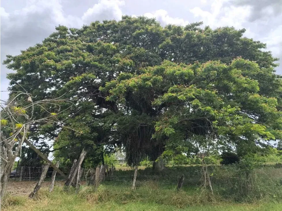 Se vende terreno 99.800m2 Higuerote 6783