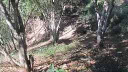 Vista 10