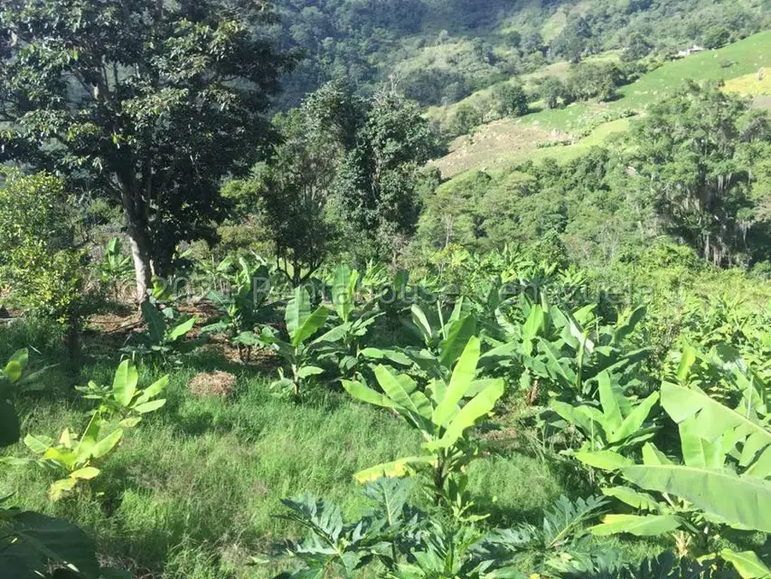 Terreno (Comercial) en Venta en Sector Parroquia Matriz, Merida - 8
