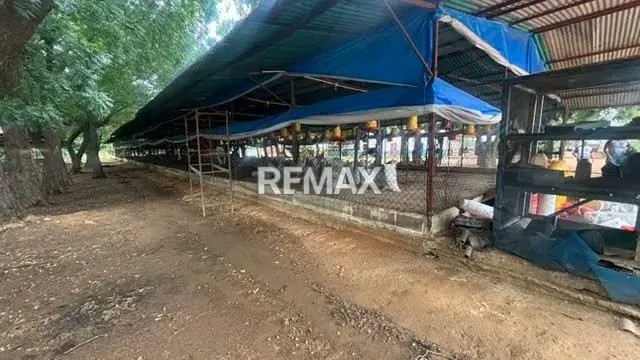 FINCA EN VENTA EN EL KILOMETRO 18 VIA PERIJA HACIENDA LA ROSENDA - 12