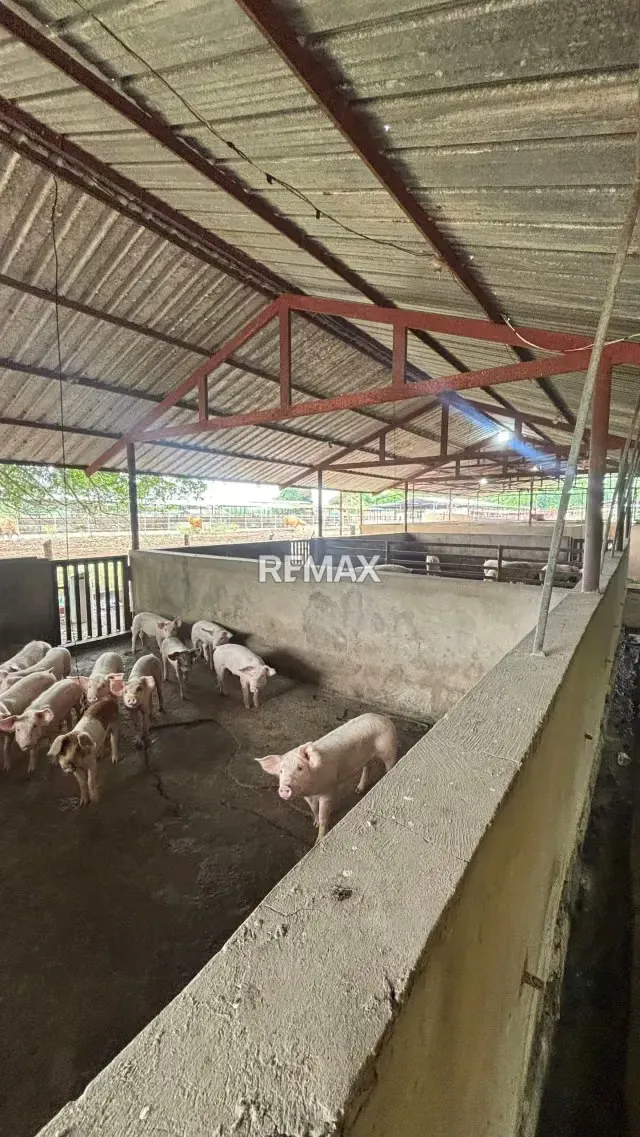 FINCA EN VENTA EN EL KILOMETRO 18 VIA PERIJA HACIENDA LA ROSENDA - 5