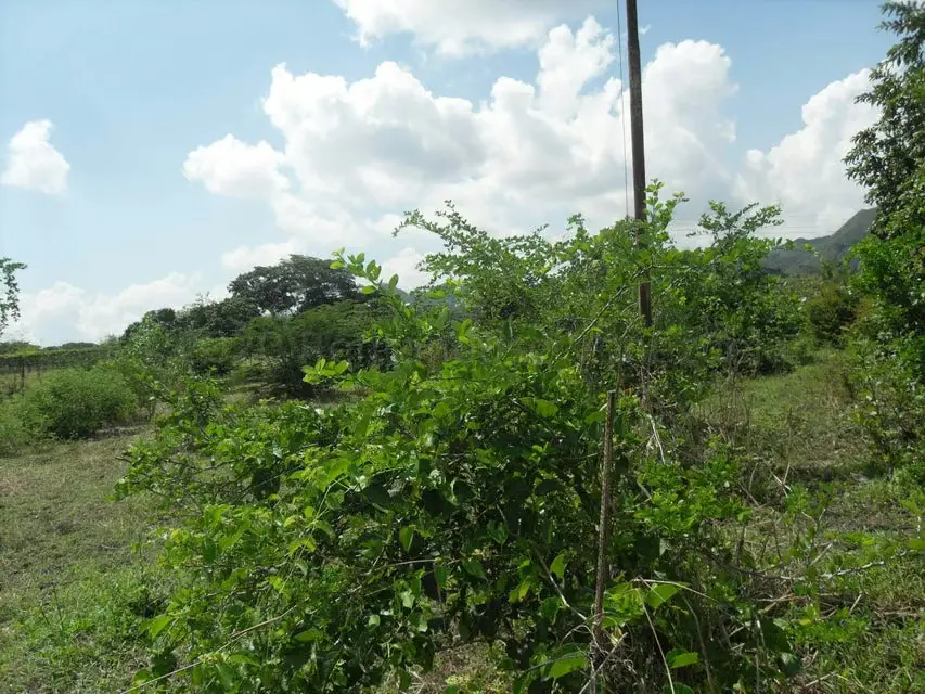 Terreno (Comercial) en Venta en Yagua, Carabobo - 12