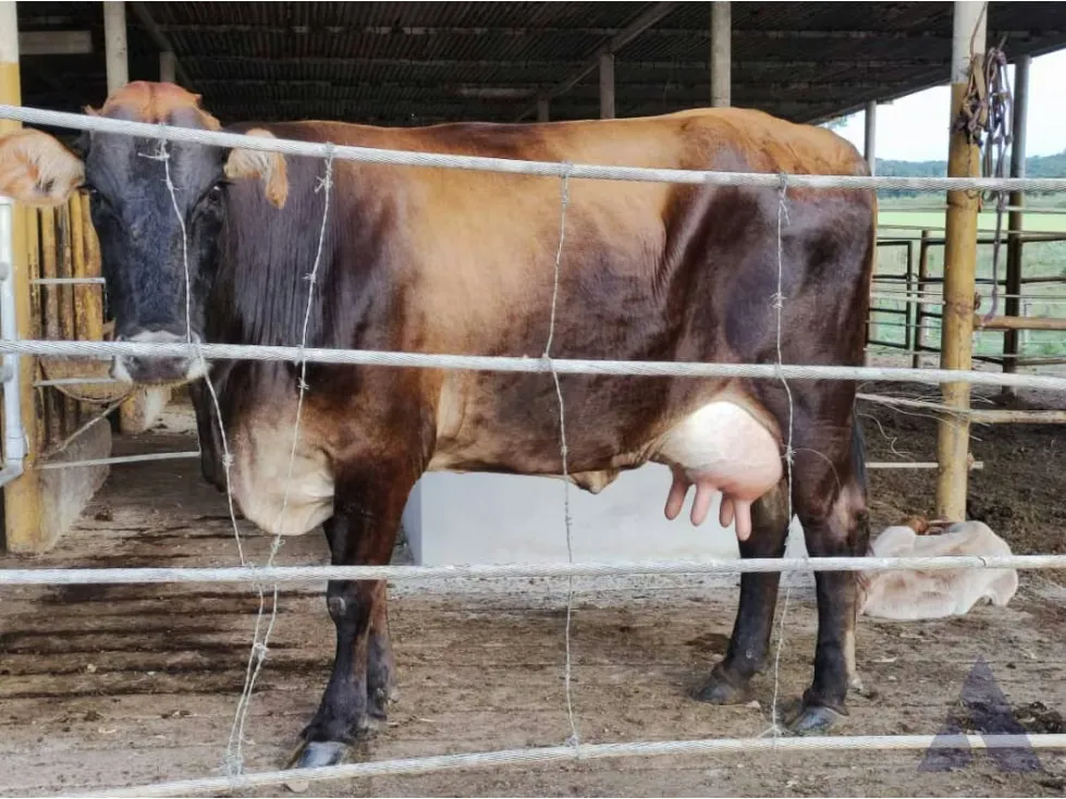 Se vende finca agropecuaria ganadera 200 Has, Estado Guárico 2328 - 5