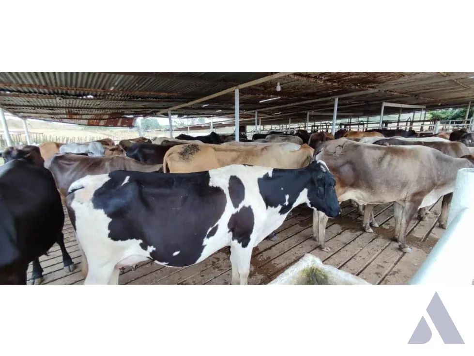 Se vende finca agropecuaria ganadera 200 Has, Estado Guárico 2328 - 6