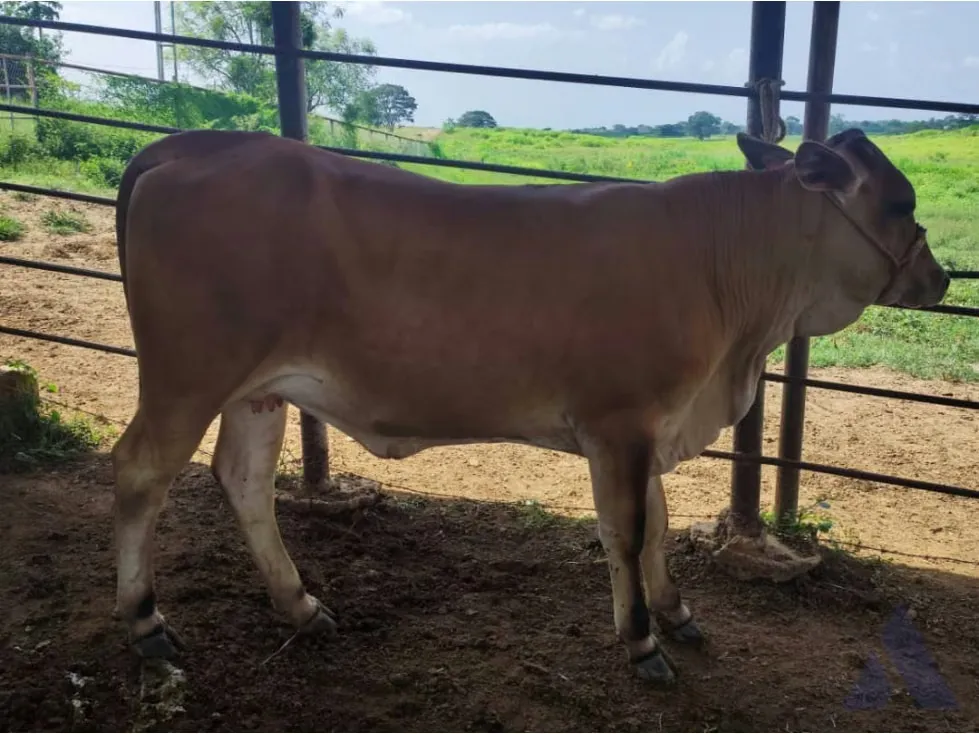 Se vende finca agropecuaria ganadera 200 Has, Estado Guárico 2328 - 7