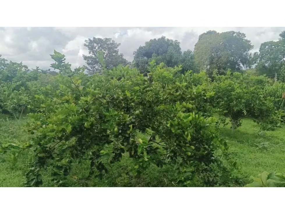 VENTA FINCA 15.000 mts2 MONTALBAN - 3
