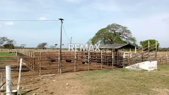Venta de Finca de Alta Productividad en Arismendi OPORTUNIDAD DE INVERSIÓN