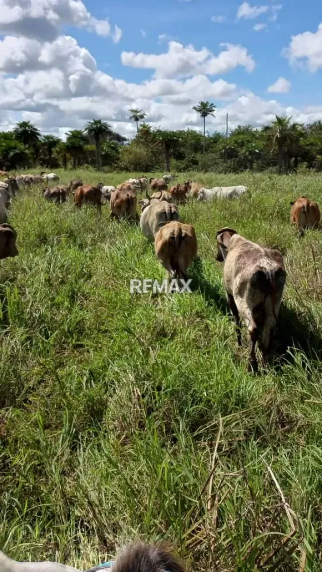 Venta de Finca de Alta Productividad en Arismendi OPORTUNIDAD DE INVERSIÓN - 13