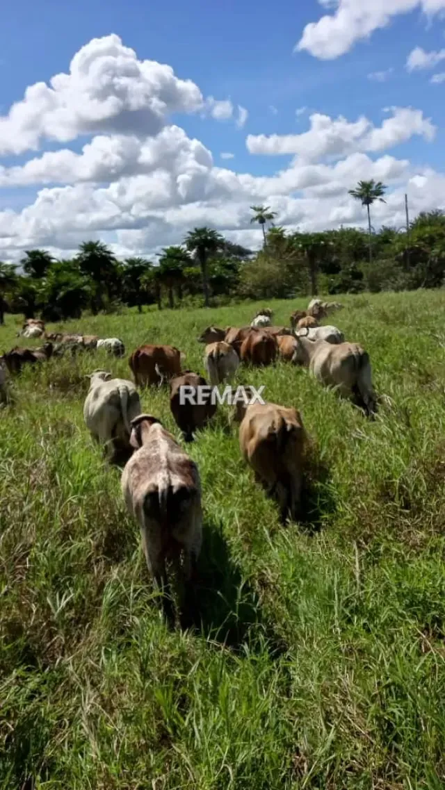 Venta de Finca de Alta Productividad en Arismendi OPORTUNIDAD DE INVERSIÓN - 14
