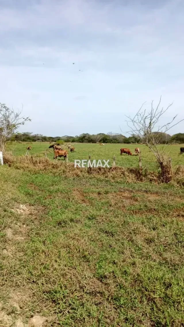 Venta de Finca de Alta Productividad en Arismendi OPORTUNIDAD DE INVERSIÓN - 17