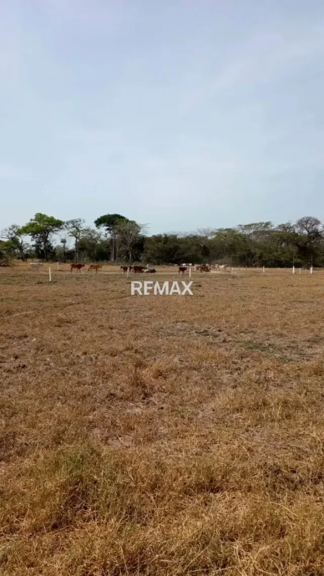 Venta de Finca de Alta Productividad en Arismendi OPORTUNIDAD DE INVERSIÓN - 18