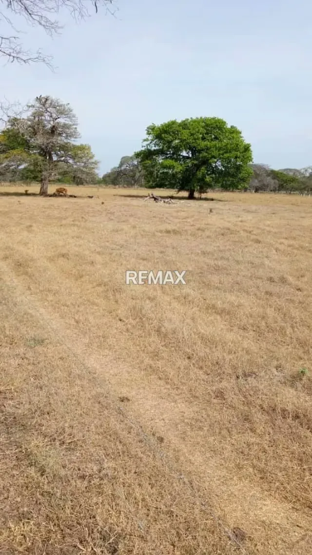 Venta de Finca de Alta Productividad en Arismendi OPORTUNIDAD DE INVERSIÓN - 19