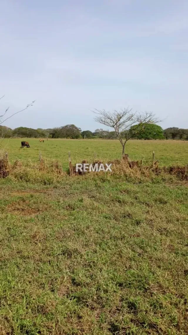 Venta de Finca de Alta Productividad en Arismendi OPORTUNIDAD DE INVERSIÓN - 20