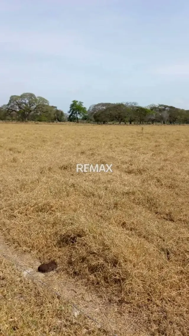 Venta de Finca de Alta Productividad en Arismendi OPORTUNIDAD DE INVERSIÓN - 5