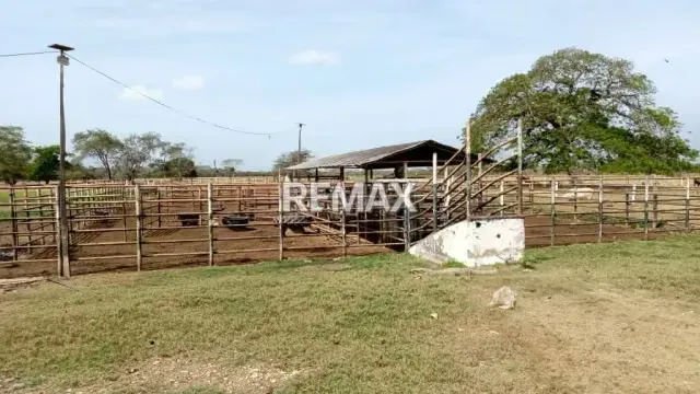 Venta de Finca de Alta Productividad en Arismendi OPORTUNIDAD DE INVERSIÓN - 7