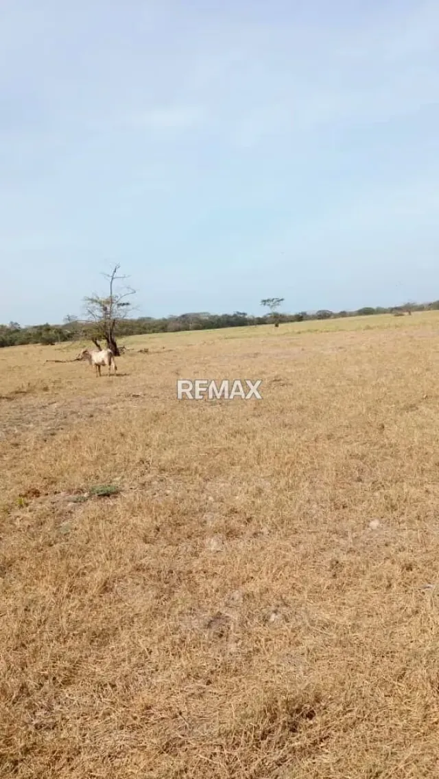 Venta de Finca de Alta Productividad en Arismendi OPORTUNIDAD DE INVERSIÓN - 10