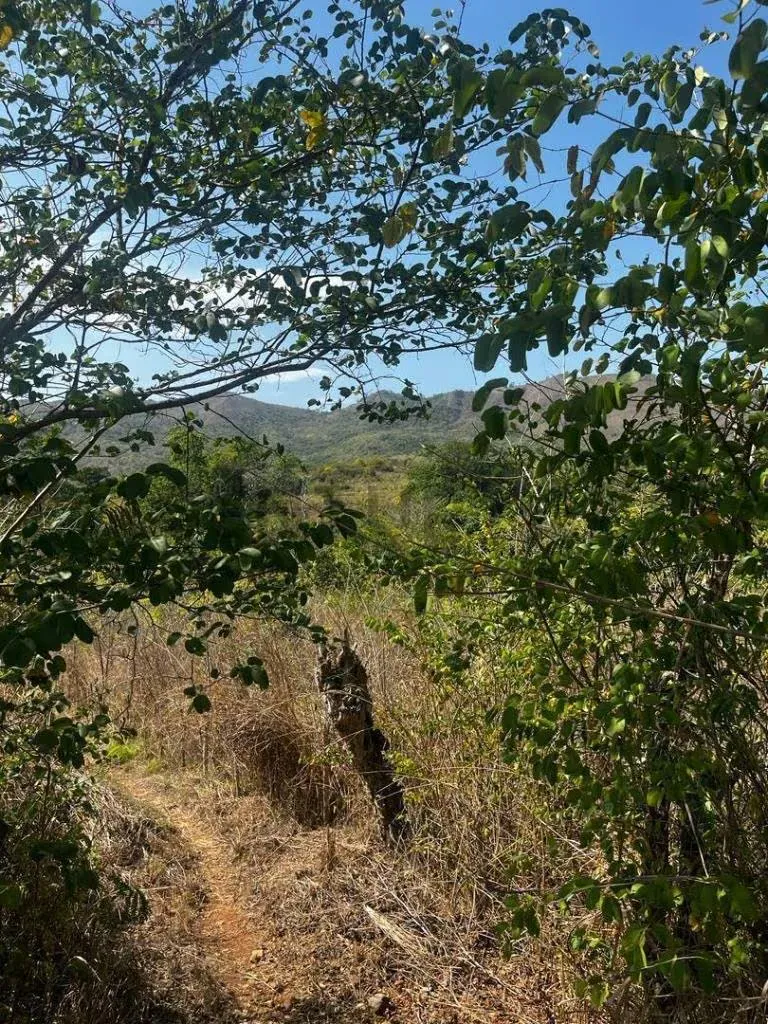 FINCA GANADERA EN VENTA - 11