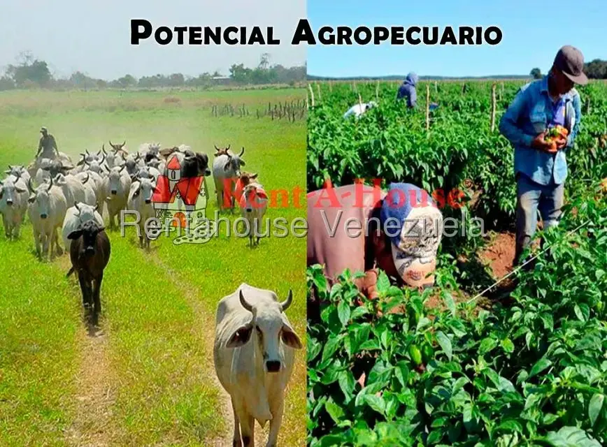 Terreno (Finca) en Venta en Sector Marhuanta, Bolivar - 8