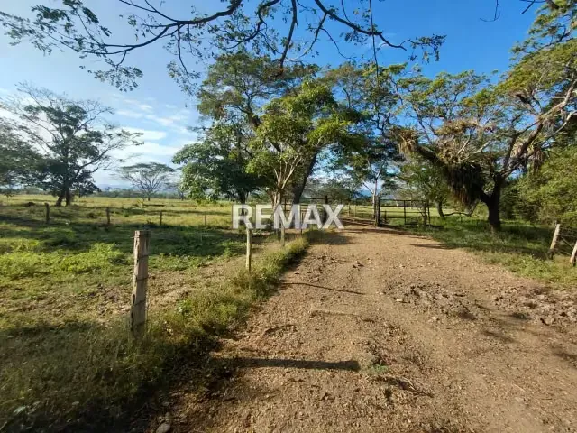 MAGNA INVERSIÓN AGROPECUARIA EN YARACAL: 90 HECTÁREAS EN PLENA PRODUCCIÓN. - 12