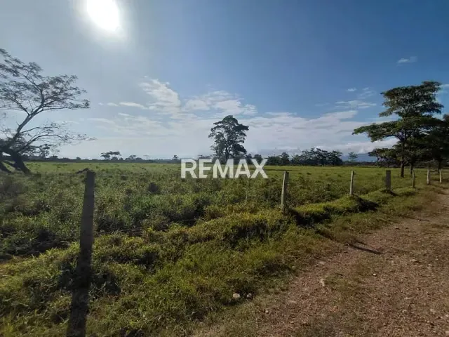 MAGNA INVERSIÓN AGROPECUARIA EN YARACAL: 90 HECTÁREAS EN PLENA PRODUCCIÓN. - 16