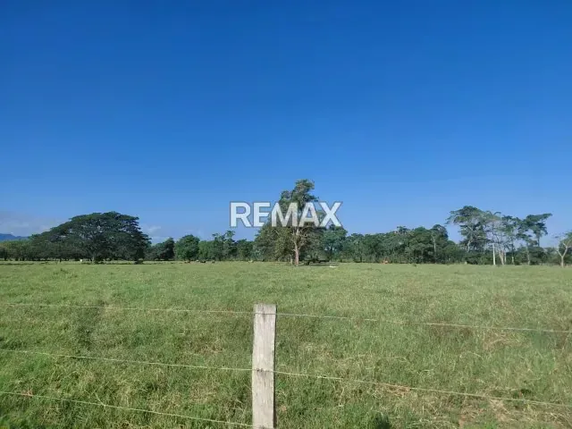 MAGNA INVERSIÓN AGROPECUARIA EN YARACAL: 90 HECTÁREAS EN PLENA PRODUCCIÓN. - 18