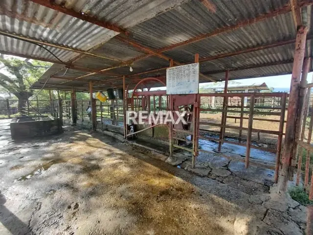MAGNA INVERSIÓN AGROPECUARIA EN YARACAL: 90 HECTÁREAS EN PLENA PRODUCCIÓN. - 7
