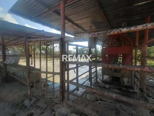 MAGNA INVERSIÓN AGROPECUARIA EN YARACAL: 90 HECTÁREAS EN PLENA PRODUCCIÓN. - 9