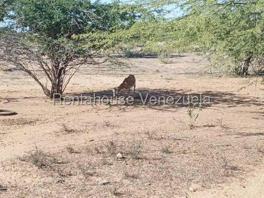 Terreno (Industrial) en Venta en Via Principal, Zulia - 12