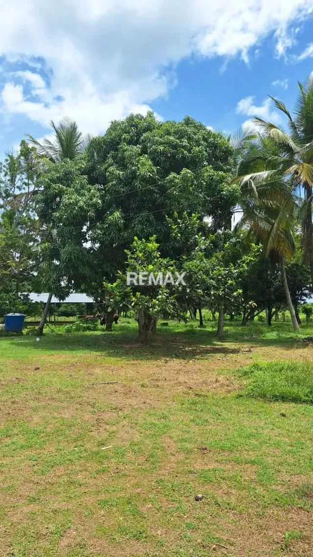 Granja Integral en Venta en La Mariposa Lista para Producir - 18