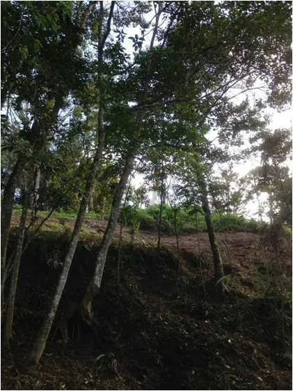 Venta de Exclusivo terreno en la Morita - 5